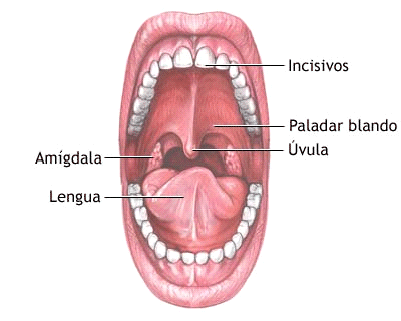 Resultado de imagen para el esofago gifs